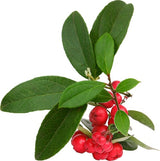 WINTERGREEN NATURAL ESSENTIAL OIL (Gaultheria procumbens) 10 ml - eOil.co.za