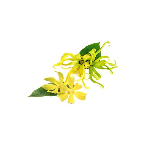 YLANG YLANG COMPLETE ORGANIC ESSENTIAL OIL (Cananga odorata X genuina) 10 ml - eOil.co.za